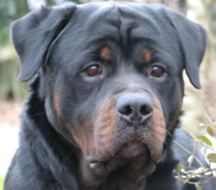 Rottweiler Jack  billede 4