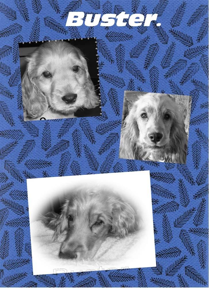 Cocker spaniel buster billede 11
