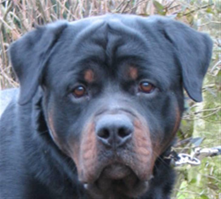 Rottweiler Jack  billede 5