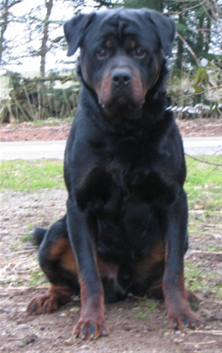 Rottweiler Jack  billede 6