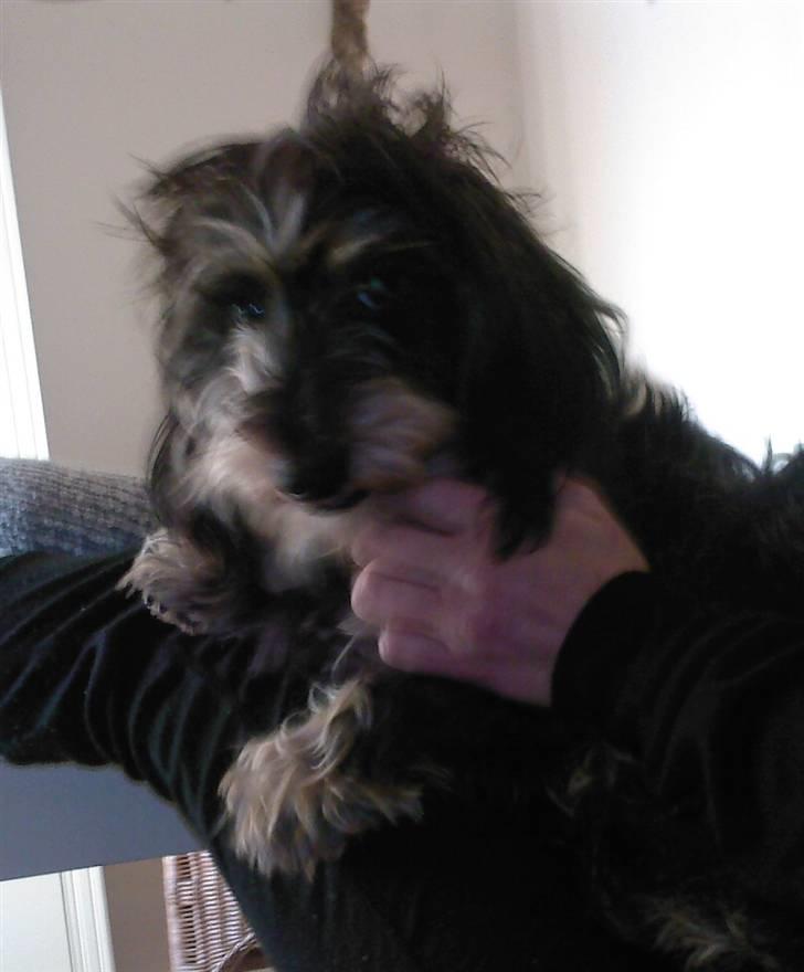 Gravhund Frida - Hængeøre....her sidder fru frida tit og længe....mine ben sover..men hvad alt for madammen! billede 6