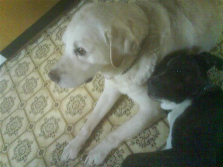 Amerikansk staffordshire terrier torsten billede 9