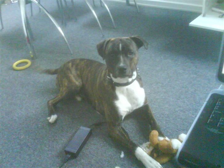 Amerikansk staffordshire terrier torsten billede 10