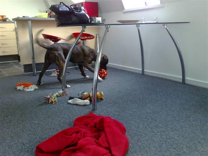 Amerikansk staffordshire terrier torsten billede 11