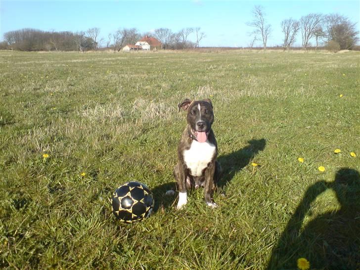 Amerikansk staffordshire terrier torsten billede 12