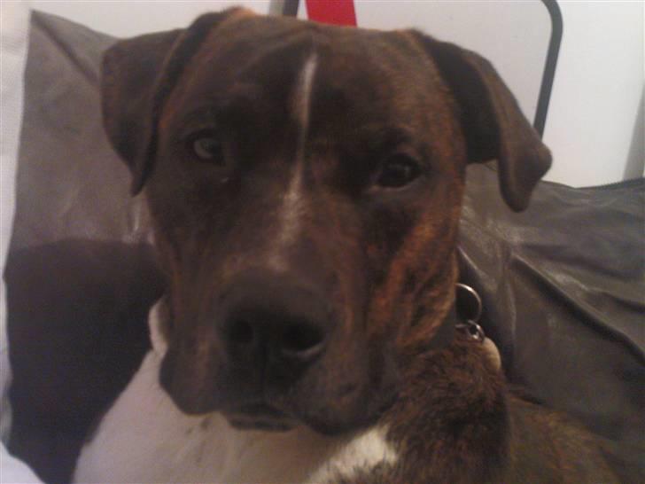 Amerikansk staffordshire terrier torsten billede 13