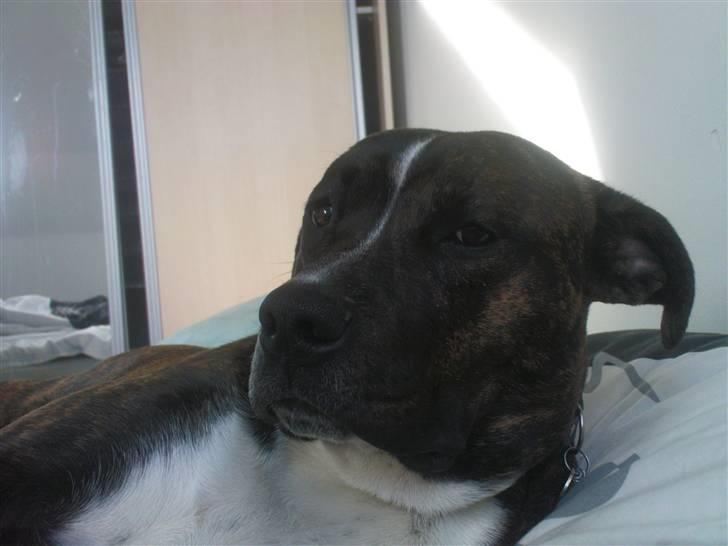 Amerikansk staffordshire terrier torsten billede 14