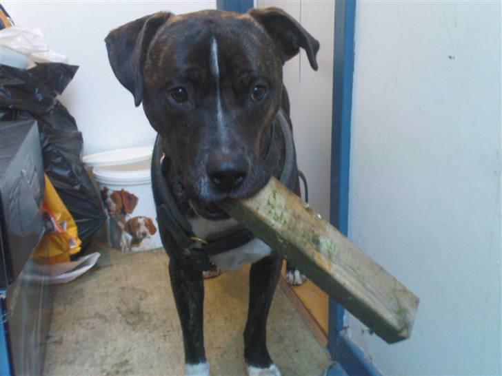 Amerikansk staffordshire terrier torsten billede 15