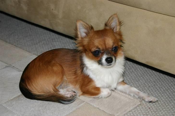 Chihuahua mINI - Lad mig nu ligge i fred. billede 13