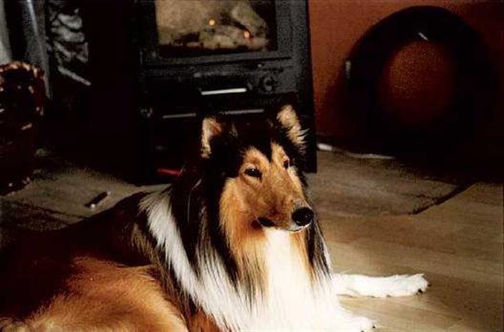 Collie langhåret Claudio billede 1