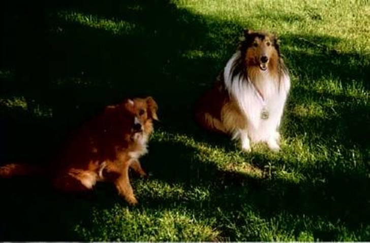 Collie langhåret Claudio billede 2