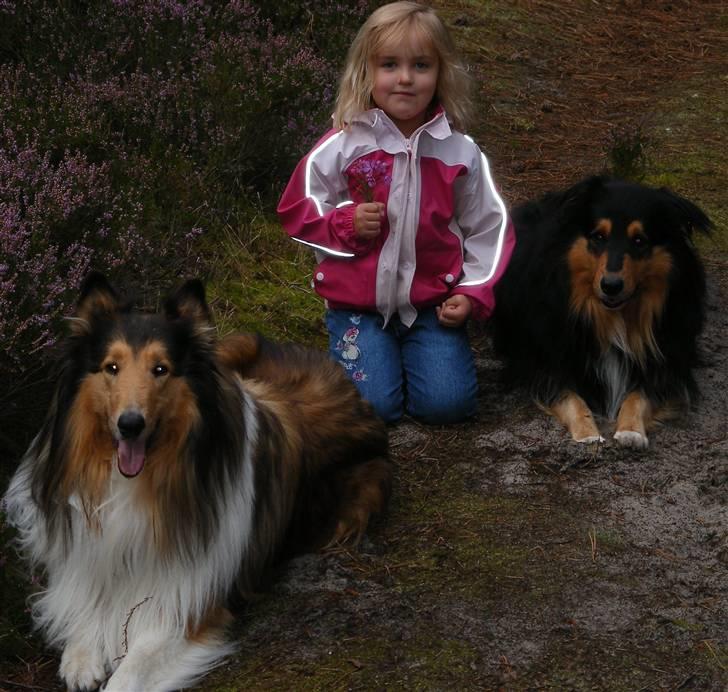 Collie langhåret Claudio - vores datter Lykke med Claudio og Claudios søn Cato billede 3