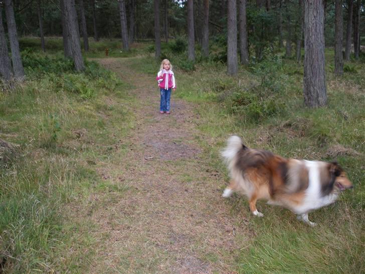 Collie langhåret Claudio billede 4