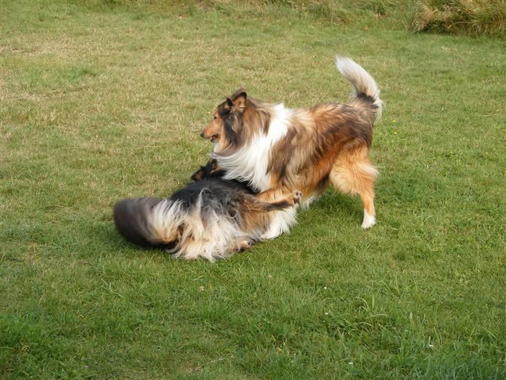 Collie langhåret Claudio billede 5