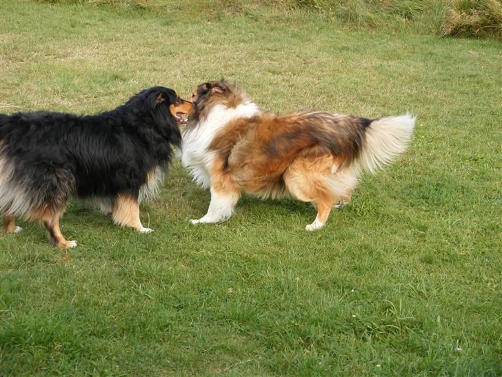 Collie langhåret Claudio - Claudion og søn Cato leger billede 6