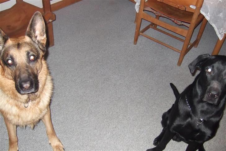 Blanding af racer osvald - Det er mig og min dejlige legekammerat clif.  billede 9