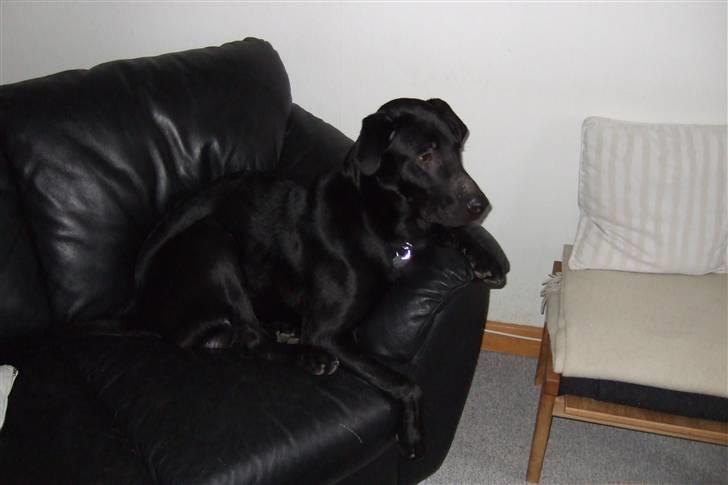 Blanding af racer osvald - Ligger lige og slapper lidt af i min sofa.  billede 10