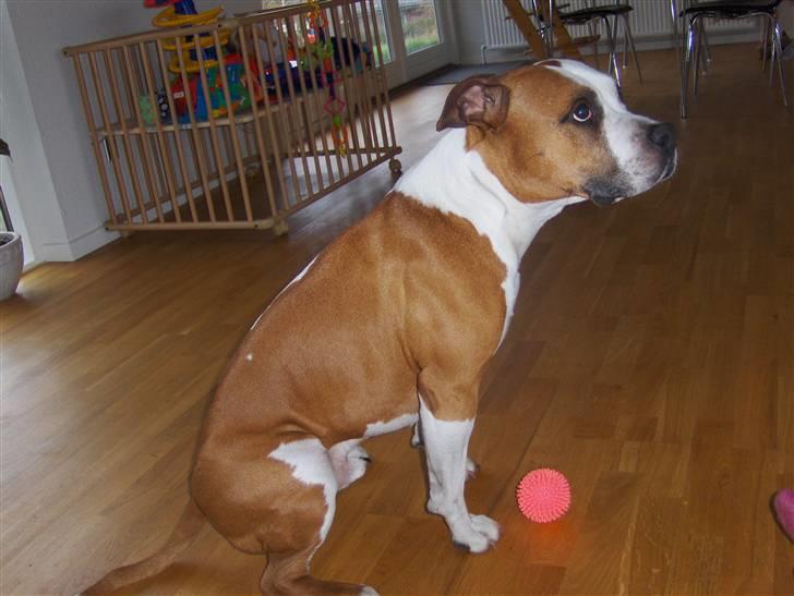 Amerikansk staffordshire terrier Homer *R.I.P.* - hvem siger at drenge ikke må lege med lyserøde bolde?? billede 10