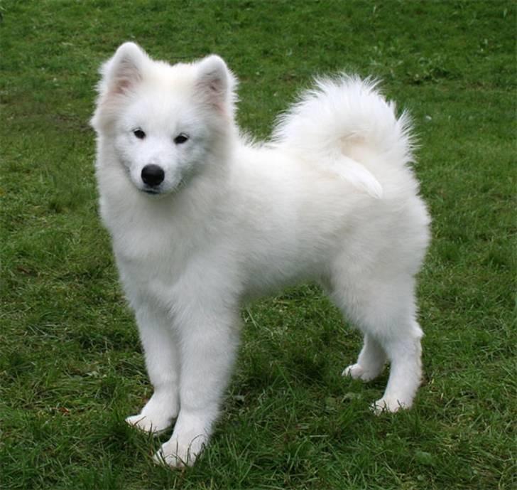 Samojedhund Bamse billede 10