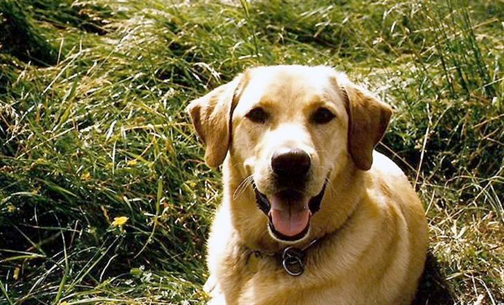 Labrador retriever | Tajs R.I.P. billede 16
