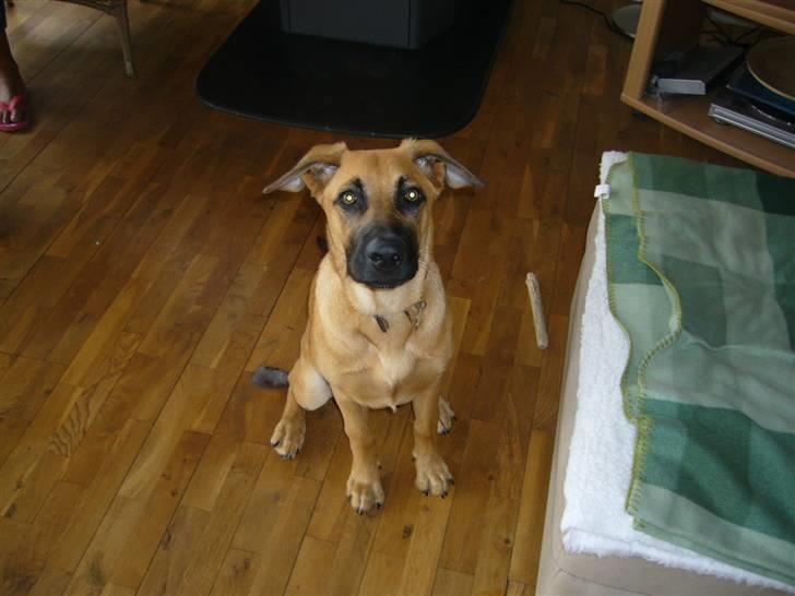 Blanding af racer Mika billede 17