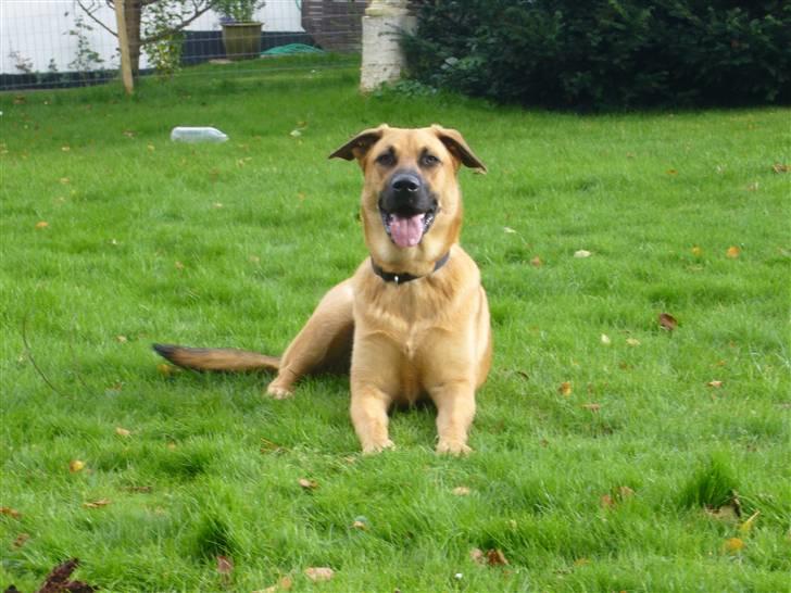 Blanding af racer Mika billede 18