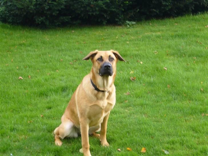 Blanding af racer Mika billede 19