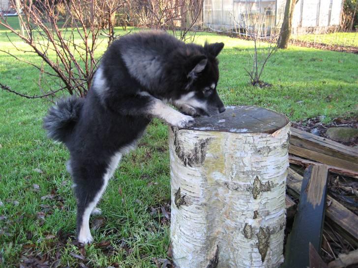 Finsk lapphund Finda Dusty Diva - Diva leger i haven, hun er vild med vores brænde billede 1