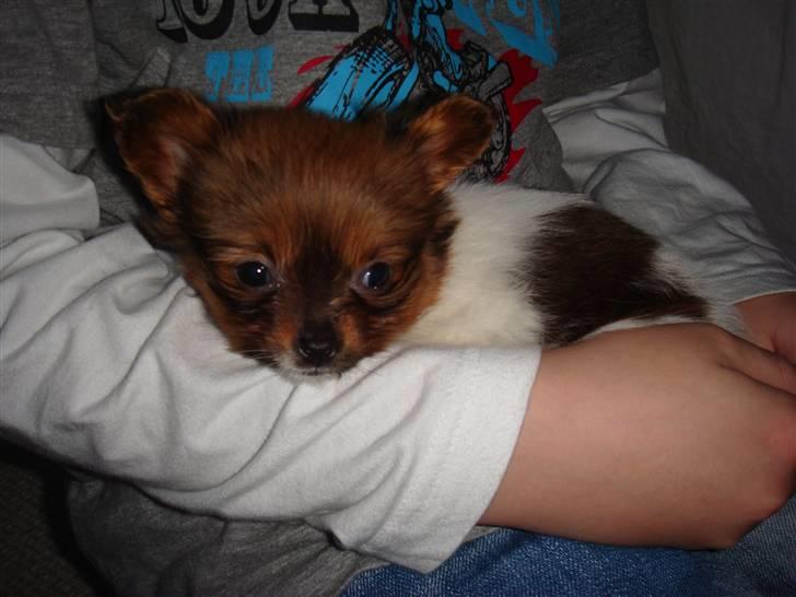 Blanding af racer Penny - I Martins arme, her er jeg mest tryg. billede 15