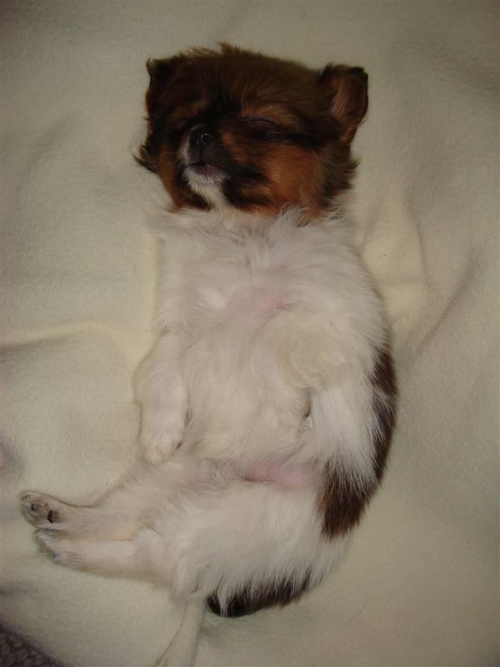 Blanding af racer Penny - Uh, her ligger jeg jo godt! billede 16