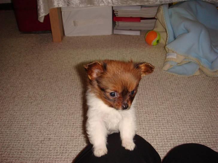 Blanding af racer Penny - Tag mig op! billede 17