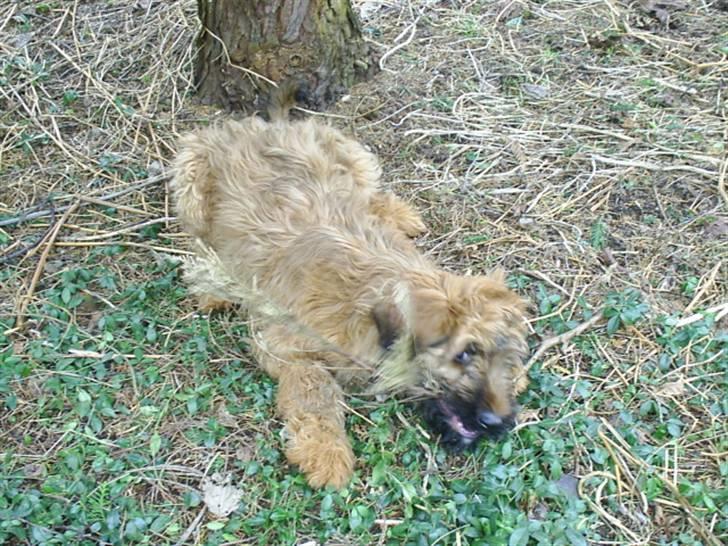 Briard Mistrall billede 14