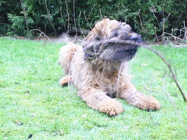 Briard Mistrall billede 15