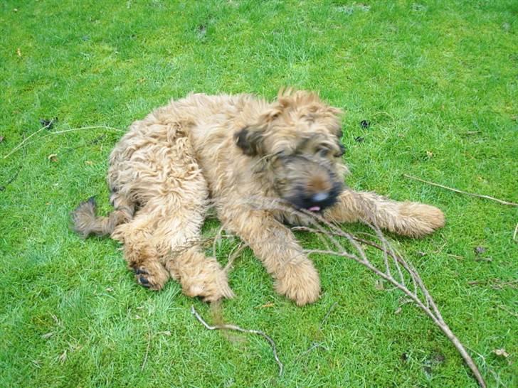 Briard Mistrall billede 16