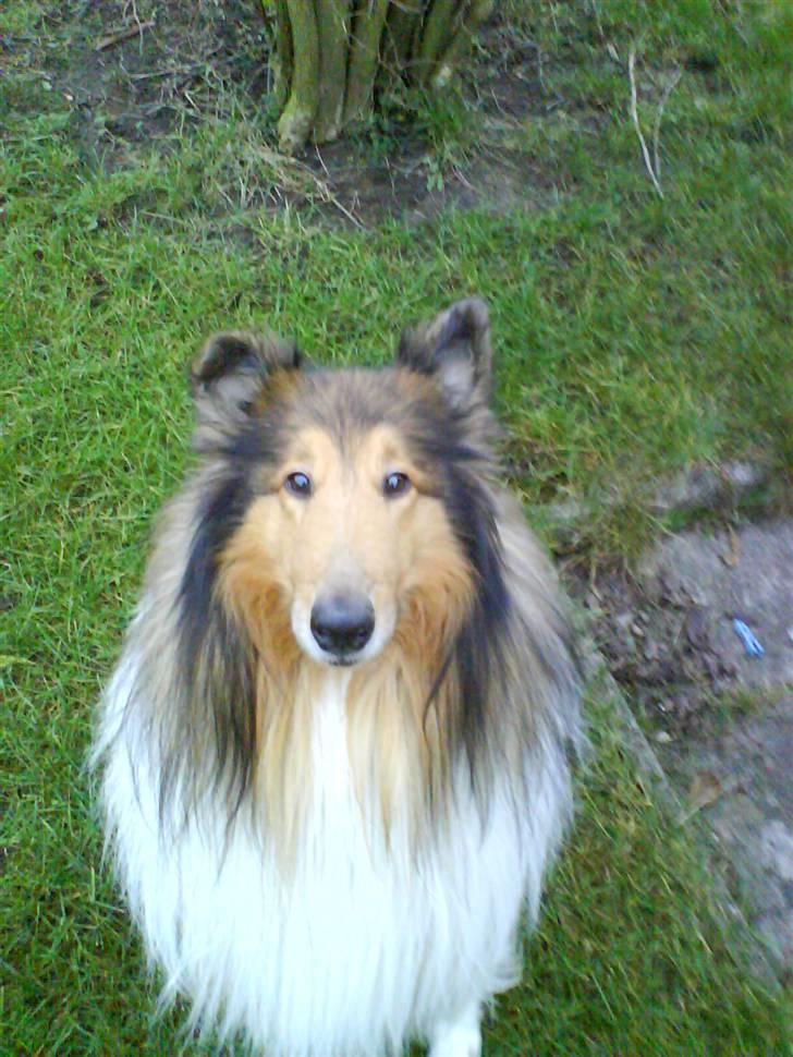 Collie langhåret Futte - min hund futte ( : kig meget gerne alle billeder igennem og kom med en kommentar og en bedømmelse .. billede 1