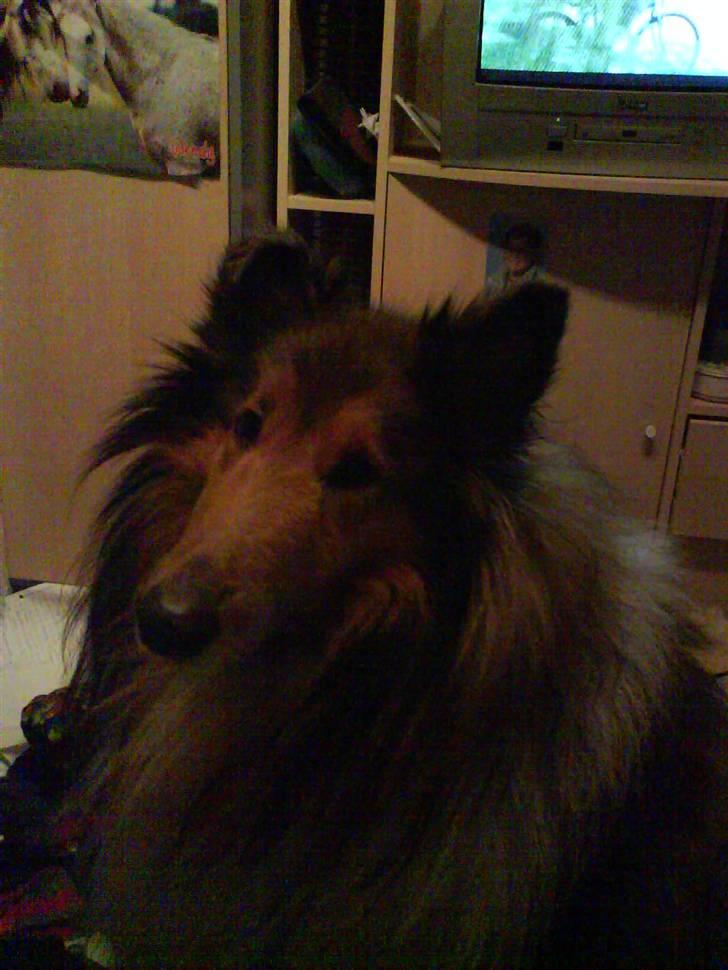 Collie langhåret Futte - futte billede 2