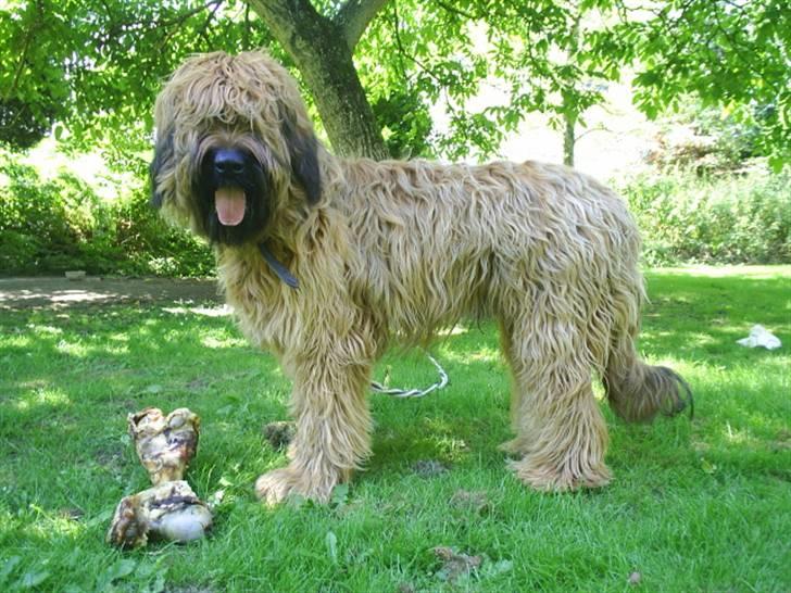 Briard Mistrall billede 18