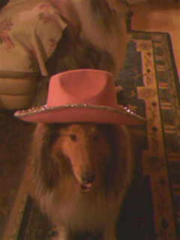 Collie langhåret Futte - futte til nyåt ( :  billede 3