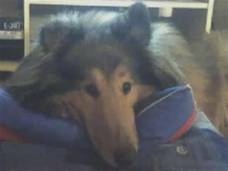 Collie langhåret Futte - min lille fotomodel (:  billede 4