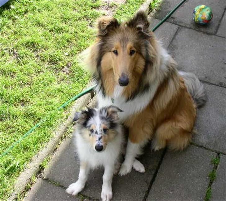 Collie langhåret Futte - futte da han var 2 år gammel med min anden hund blue .. billede 5