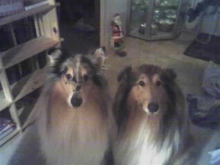 Collie langhåret Futte - futte & blue <3  billede 6