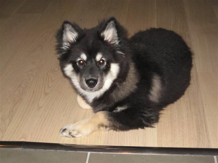 Finsk lapphund Finda Dusty Diva - Her ligger Diva og venter på mad. billede 2
