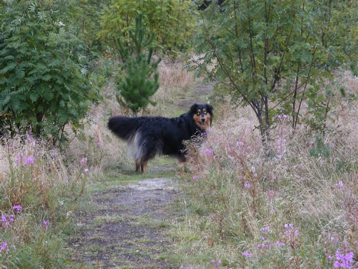 Blanding af racer Cato billede 1