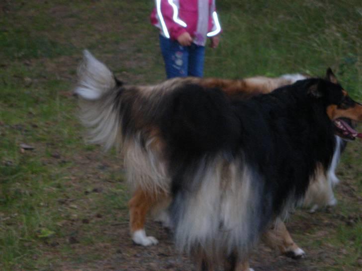 Blanding af racer Cato billede 2