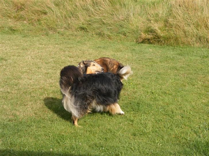 Blanding af racer Cato billede 3