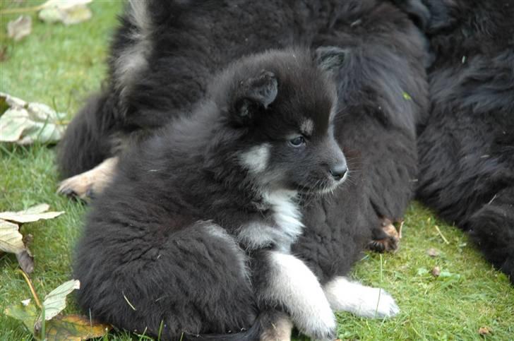Finsk lapphund Finda Dusty Diva - Her er hun stadig på kennelen hos sin mor, er hun ikke bare nuser? billede 3
