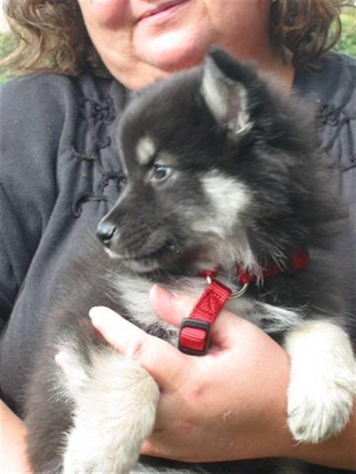 Finsk lapphund Finda Dusty Diva - vi kan bare slet ikke vente til vi kan hente hende hjem billede 4