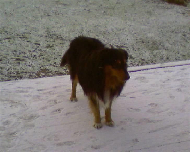 Blanding af racer Cato billede 4