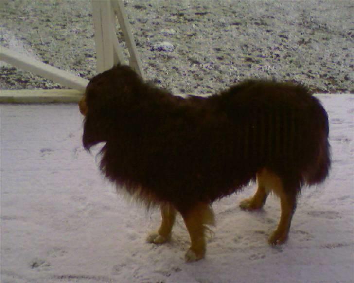 Blanding af racer Cato billede 5