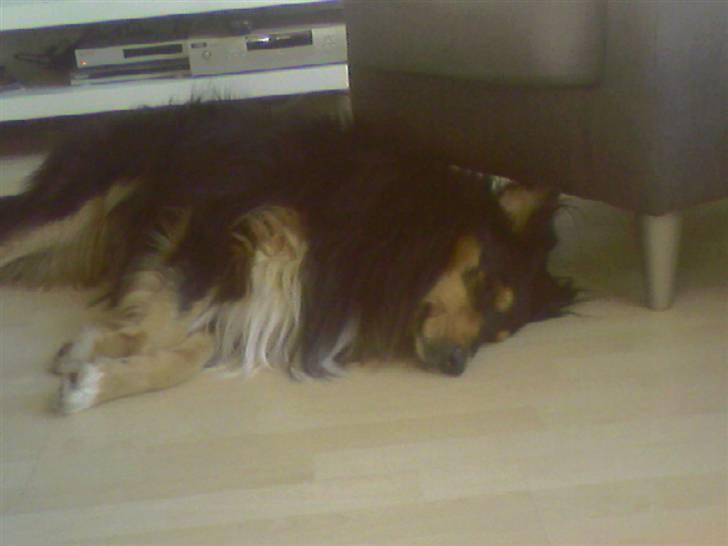 Blanding af racer Cato billede 6